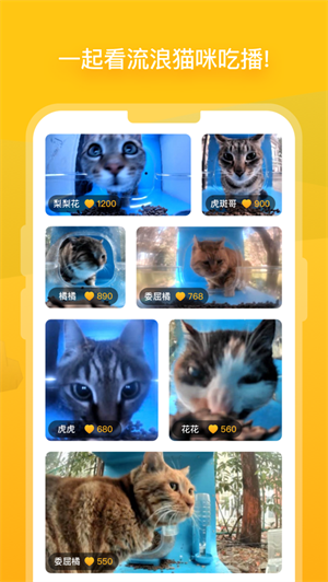 街猫app安卓免费下载最新版