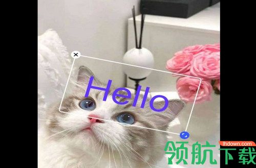 小猪翻译视频官方版